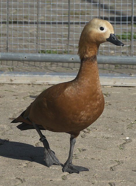 练掌舵